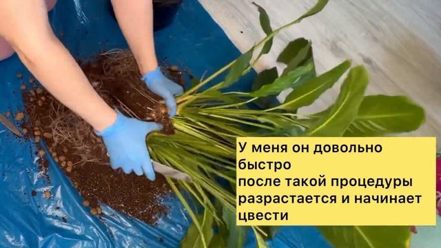 СПАТИФИЛЛУМ НЕ ЦВЕТЁТ, ЧТО ДЕЛАТЬ? ЧТО ДЕЛАТЬ,ЧТОБЫ СПАТИФИЛЛУМ ЦВЁЛ? смотреть онлайн