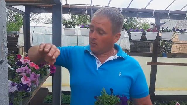 Петуния. Когда семена превзошли ожидания... смотреть онлайн