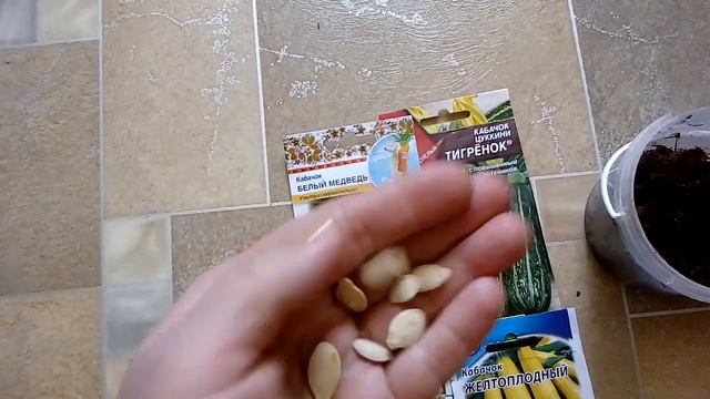 Замачиваем семена кабачка: желтоплодный, деликатес ( цуккини), тигрёнок, белый медведь смотреть онлайн