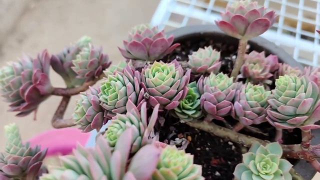 多肉植物资料14-绿蔷薇 Sedeveria 'Green Rose' смотреть онлайн