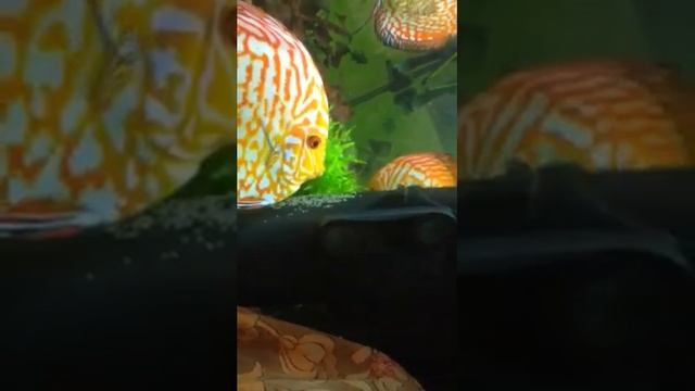 Нерест дискусов пиджен тигр мариуполь смотреть онлайн