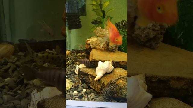 Просто полюбуйтесь))) смотреть онлайн