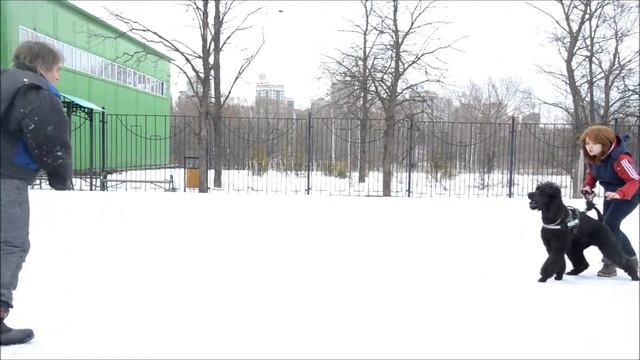 Королевский пудель на защите смотреть онлайн