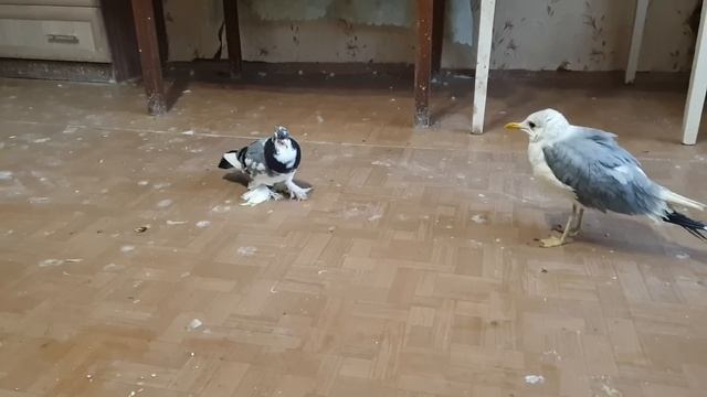 ГОЛУБИ, КОТОРЫХ ВЫБРОСИЛИ. Часть 7. НОВЫЙ ДОМ ДЛЯ ДВУХ КАБАЧКОВ смотреть онлайн