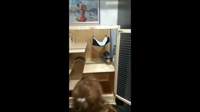 Адаптация шиншиллы в новом доме / что за зверь такой - ШИНШИЛЛА смотреть онлайн