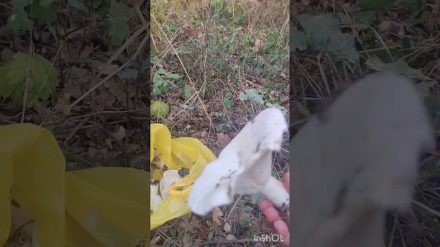 Ульяновск, 5 сентября, гриб (белянка, волнушка, рядовка, что это?) смотреть онлайн