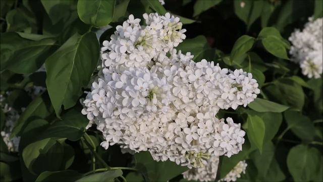 Иди и смотри - Олеся Николаева. Рассказы смотреть онлайн