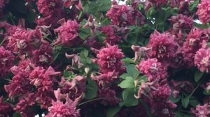 О клематисе Пурпуреа Плена Элеганс.     Clematis 'Purpurea Plena Elegans'