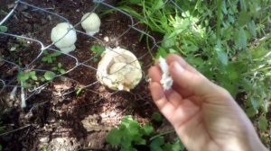 Ложный Шампиньон и Съедобный