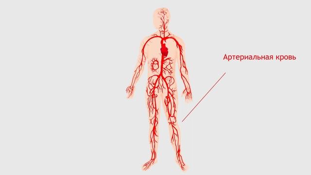 Кровеносная система человека. смотреть онлайн