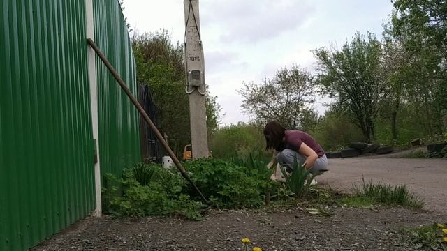 Мара Мара, что растет в твоём саду/ цветы повсюду/ что сеем? смотреть онлайн