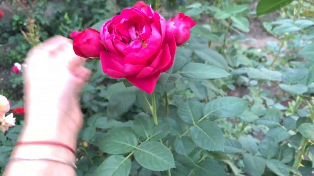 Роза Аскот ( Rose Ascot) осеннее цветение 1 сентября 2020 г. Киев)) смотреть онлайн