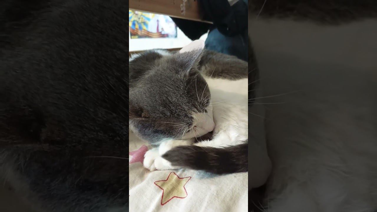 Самый короткий день в году!? #мурзик #юмор #кот #питомец #лайк #приколы #котики #январь #день смотреть онлайн