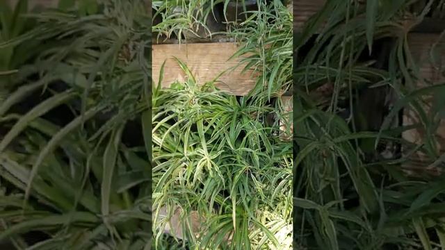 Фитостена на улице, целесообразно ли? #shorts #фитостена #подпорныестены #путешествия #садыипарки смотреть онлайн