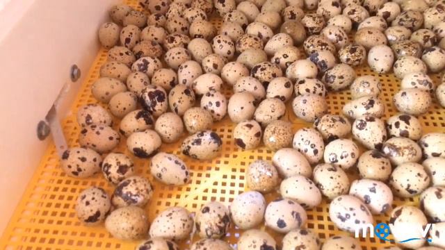Подготовка к вылуплению Перепелов, закупка кормов . Инкубация Яиц. смотреть онлайн