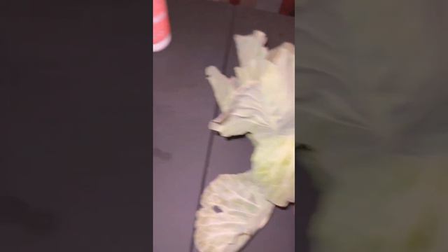 Easy dog meals. #breakingnews #bulldogs смотреть онлайн