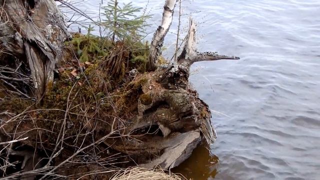 Озеро в лесу. Кофе в турке. Ёжик. Весенний лес. Лесные цветы. Лунная ночь. Поход с ночевкой. смотреть онлайн