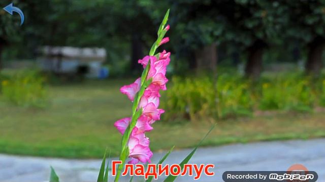 Карточки Домана Часть 10 Цветы! смотреть онлайн