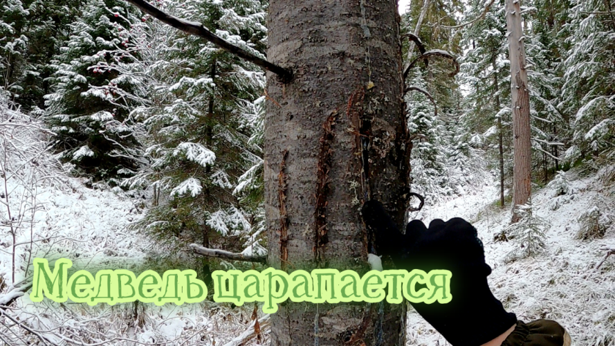 Собака нашлась/ собака вернулась / охота на рябчика