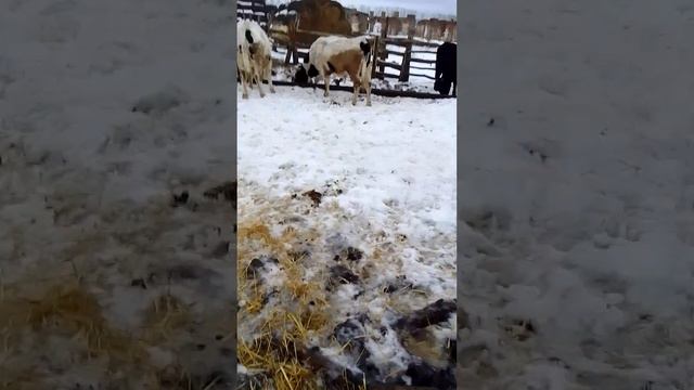 Обзор быков в карде|Рацион питания