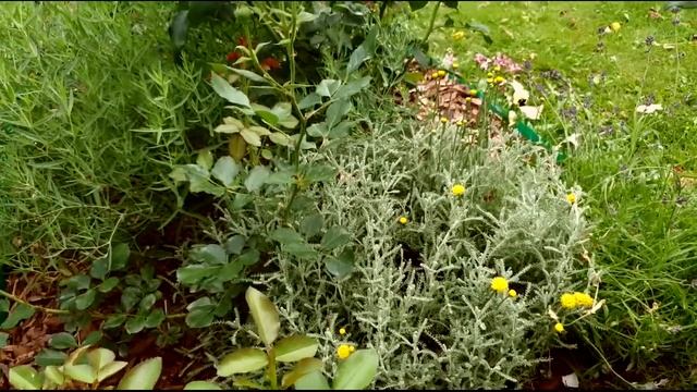 Компаньоны для роз: что можно посадить рядом с розами? смотреть онлайн