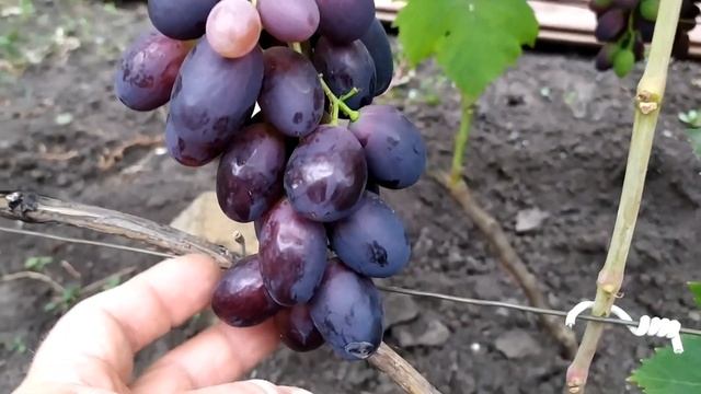 Первенец Ранний - крупноплодный виноград смотреть онлайн
