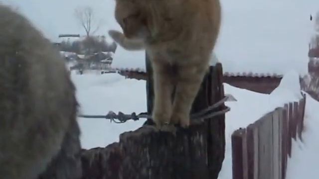 Кузя,Лисёнок,и Канделаки смотреть онлайн