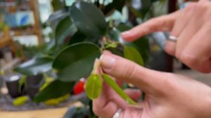 Фикус Даниэль из семейства Бенджамина | Как обрезать , чтобы сформировать пышное комнатное дерево