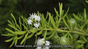Аспарагус Шпренгера — уход в домашних условиях