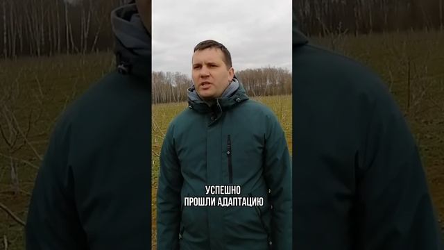 Как правильно выбрать сорта саженцев фундука? #фундук #саженцы #сад #бизнес #орех #садоводство #nut смотреть онлайн