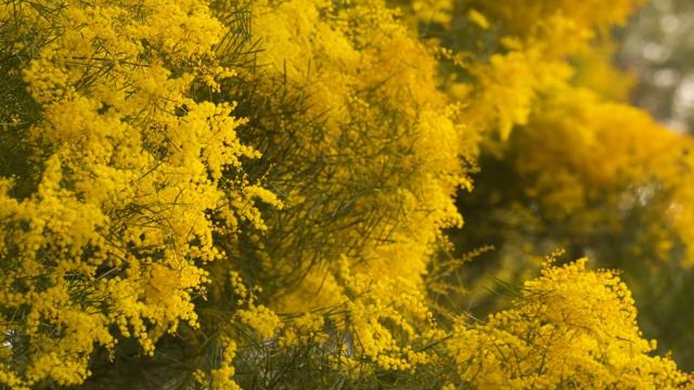 Wattle Man смотреть онлайн