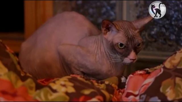 Профессиональное разведение кошек. С чего начать? | Professional cat breeding смотреть онлайн