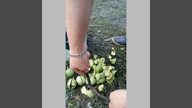 Очистка #ореха от зеленой скорлупы самый быстрый способ!!!! смотреть онлайн