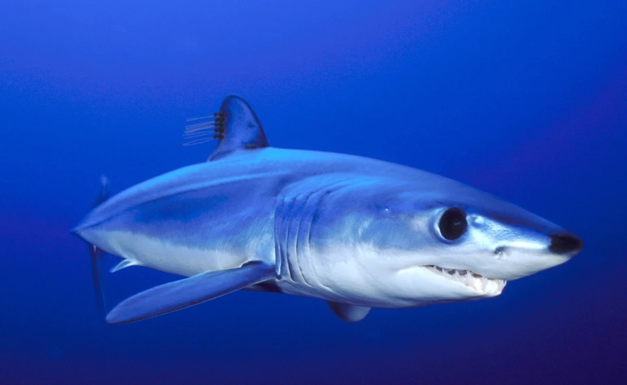 344.Трофеи 124.mp4 смотреть онлайн