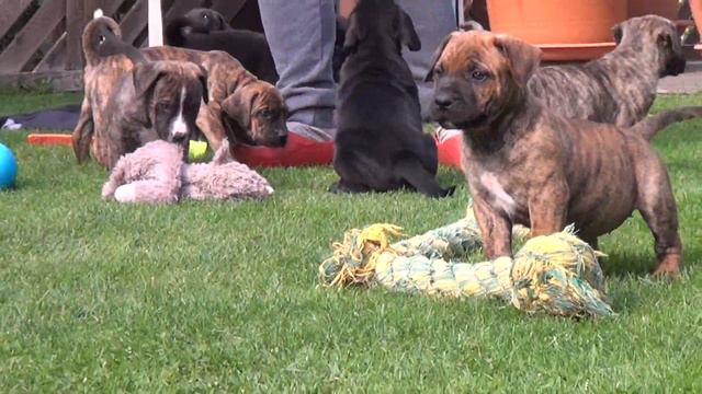 Presa Canario 6 Wochen & Cane Corso 7 Wochen alt. смотреть онлайн