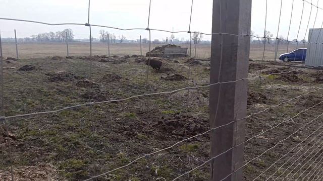 Первое знакомство западно-сибирской лайки с диким кабаном смотреть онлайн