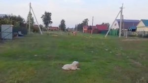 Шелехметь. Наша деревня.2016г.