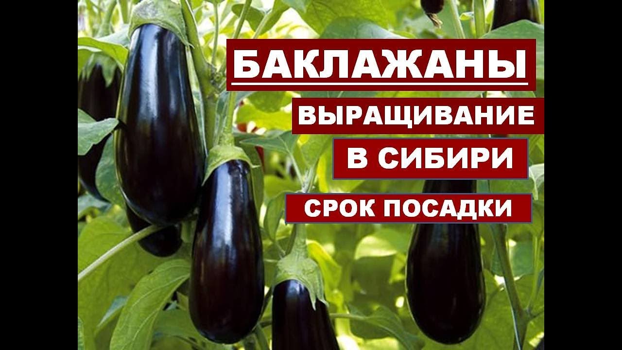 Как Сажать Баклажаны в Теплицу. ВЫРАЩИВАНИЕ БАКЛАЖАНОВ В СИБИРИ. смотреть онлайн
