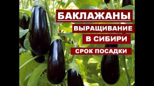 Как Сажать Баклажаны в Теплицу. ВЫРАЩИВАНИЕ БАКЛАЖАНОВ В СИБИРИ.
