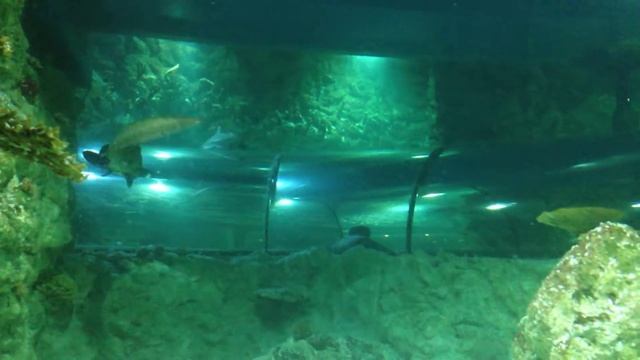 Aquatopia - Part 7 смотреть онлайн