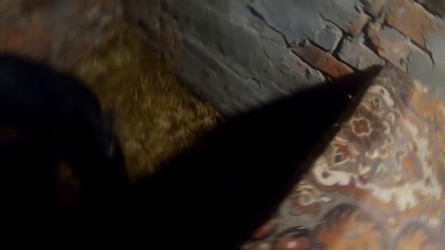 НЕ ВИДАТЬ МНЕ ПОРОСЯТ! ОТПРАВЛЯЮ СЕНЮ НА КУРСЫ! ЧТО С ТАВРИЕЙ??? смотреть онлайн