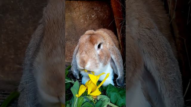 Любитель подсолнуха. смотреть онлайн