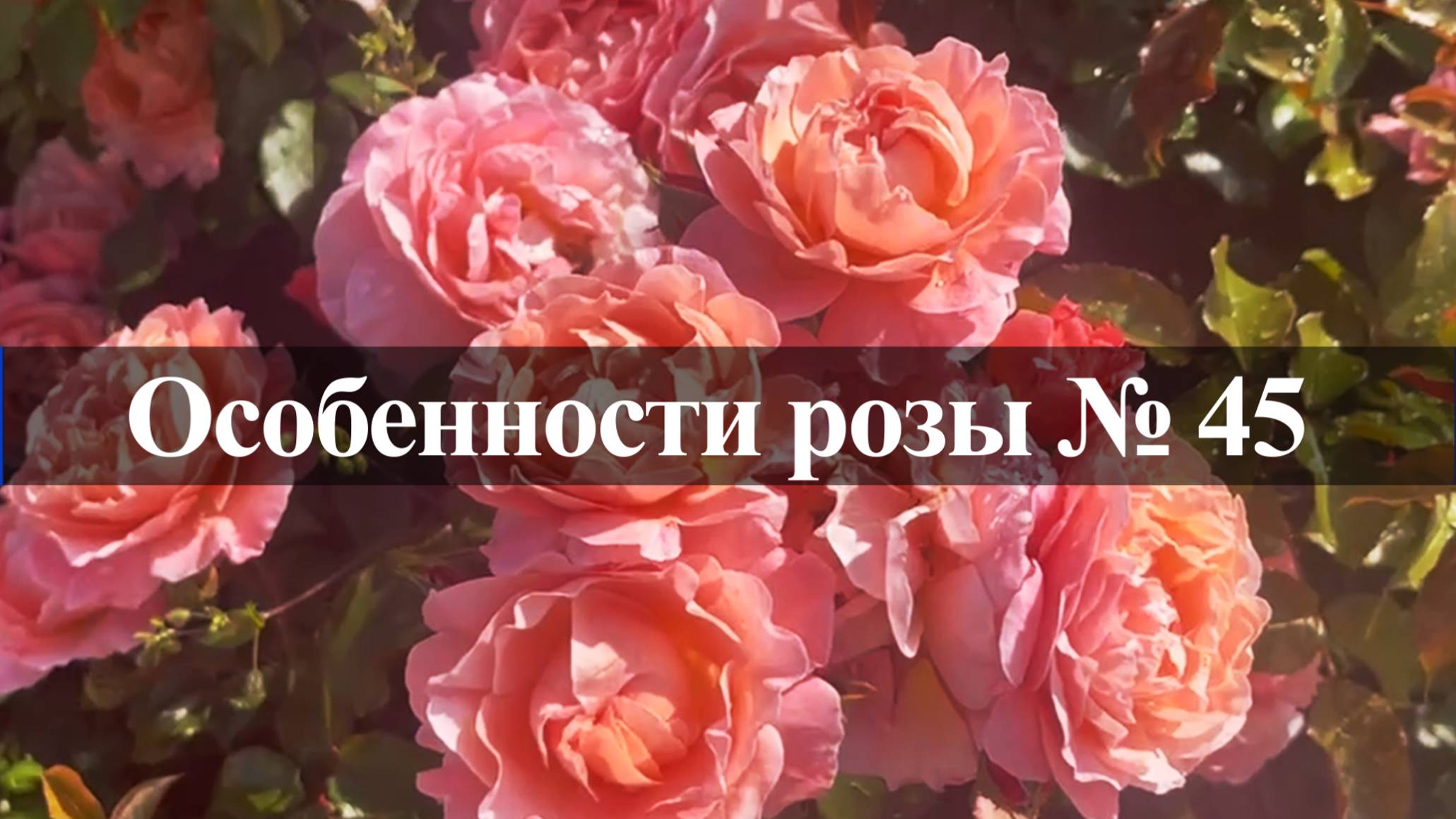 Особенности розы № 45 смотреть онлайн