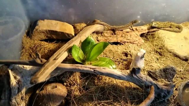 Дорого ли содержать прытких ящериц дома.?#Содержание прытких ящериц. смотреть онлайн