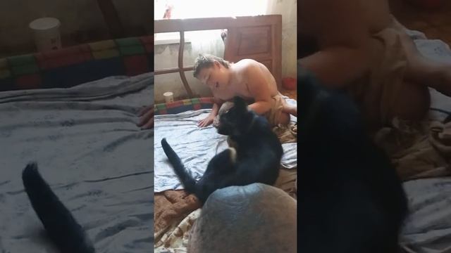 Смешная собака Граф смотреть онлайн