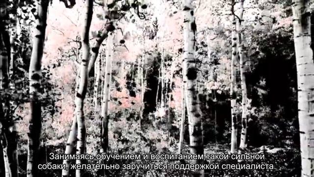Аргентинский дог смотреть онлайн