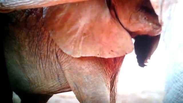 Африканский Слон!!! смотреть онлайн