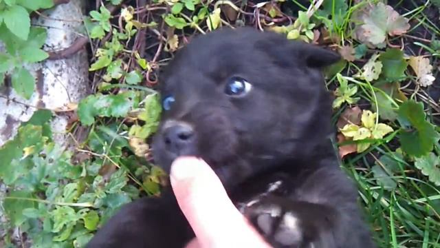 Шутка природы или щенок с разным цветом глаз смотреть онлайн