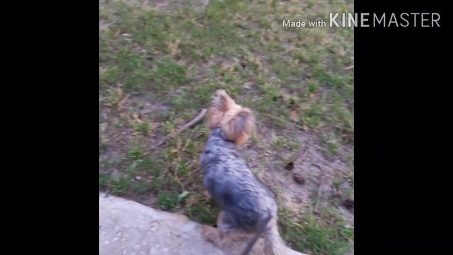 Самый жаркий день! Гуляем в парке! смотреть онлайн