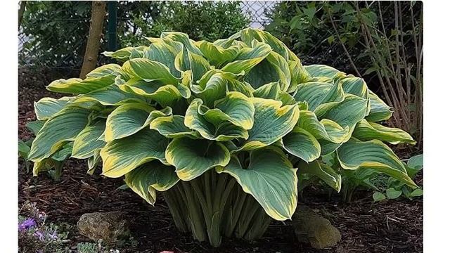 Хоста Сагае (hosta Sagae) смотреть онлайн